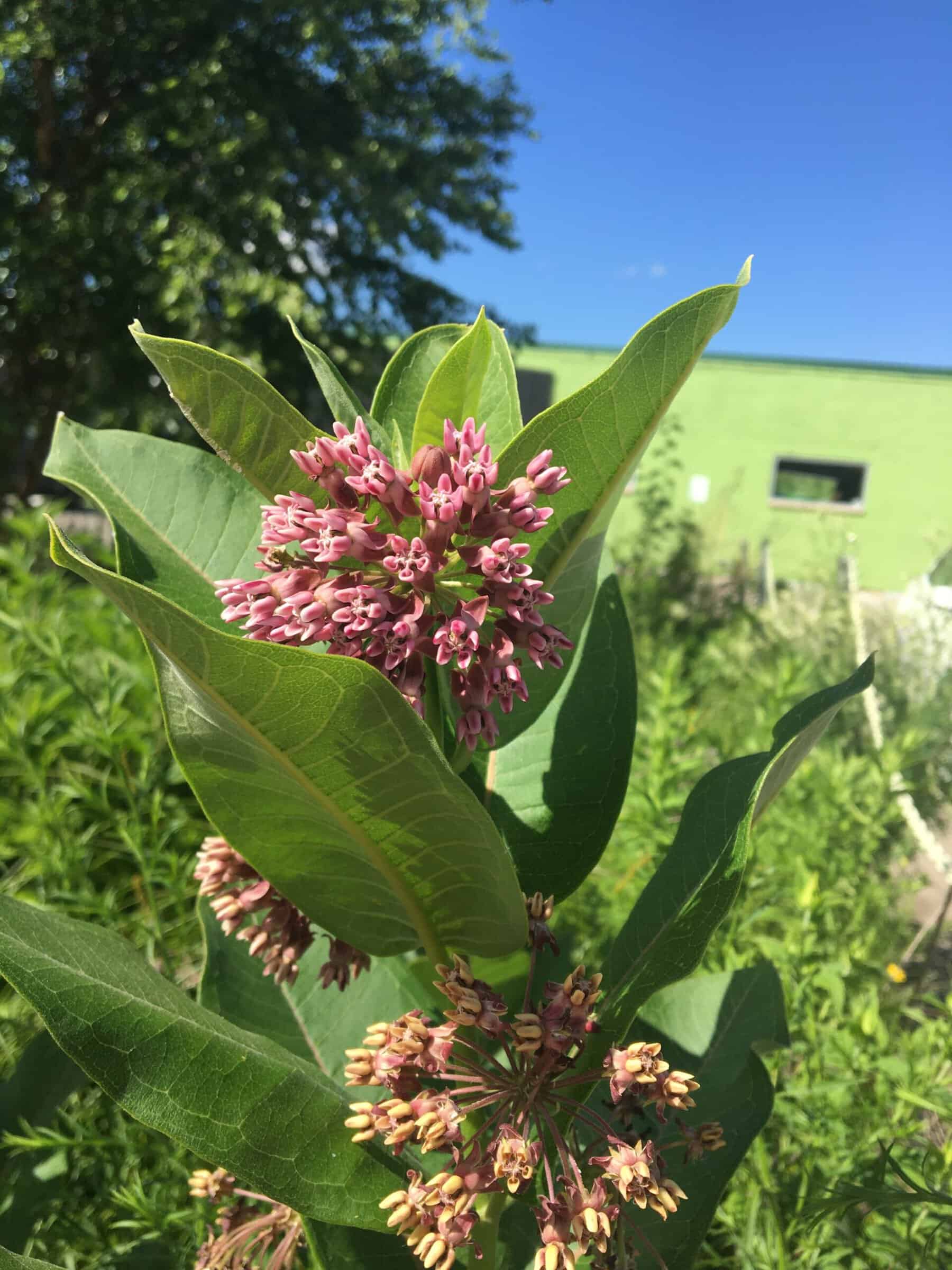 Milkweed 2026